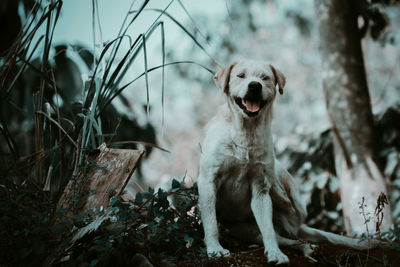 Portrait of a dog