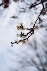 Close-up of cherry blossom during winter