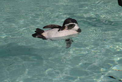 High angle view of duck swimming in pool