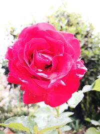 Close-up of rose blooming outdoors