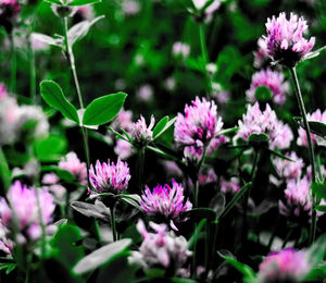 Close-up of pink flowering plants