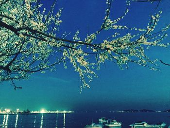 Reflection of trees in water