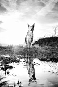 Portrait of dog on field by lake
