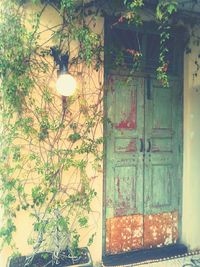 Plants growing in front of building