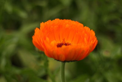 Close-up of butterfly on flower