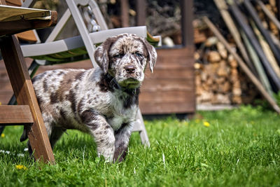 Dog lying on grass in field