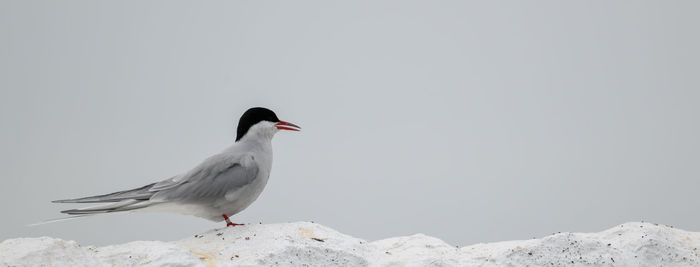 Bird perching on rock