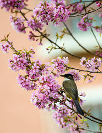 Close-up of insect on pink flower tree