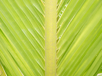 Full frame shot of palm tree leaves