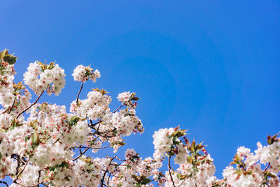 Low angle view of cherry blossoms against blue sky