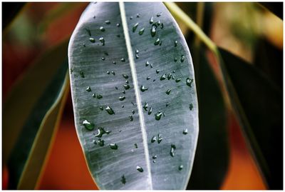 Close-up of leaves