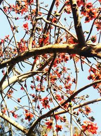 Low angle view of tree against sky