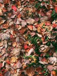 High angle view of maple leaves on fallen tree