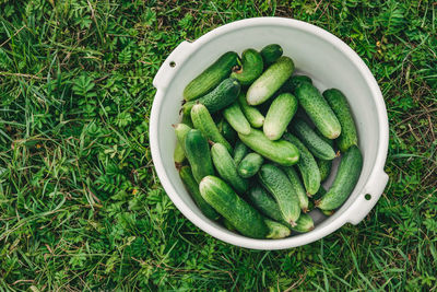 Bowl of cucumbers on the grass. good harvest of cucumbers