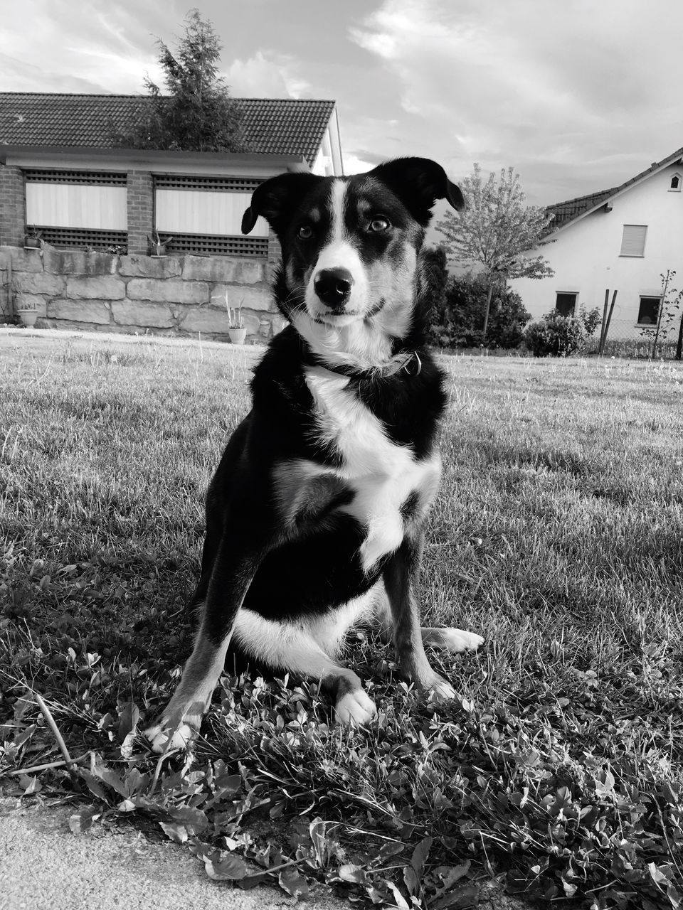 DOG ON FIELD AGAINST SKY