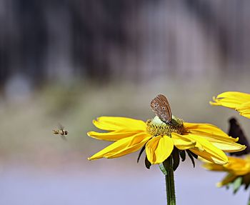 Close-up of butterfly pollinating on yellow flower