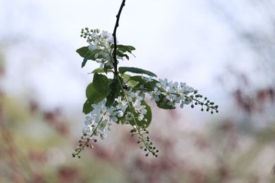 Close-up of flowering plant against tree