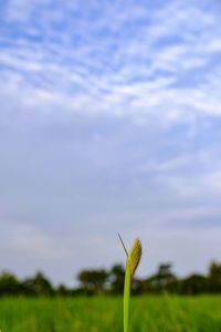 Close-up of plant growing on field against sky