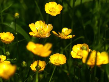 Close-up of yellow flowering plants