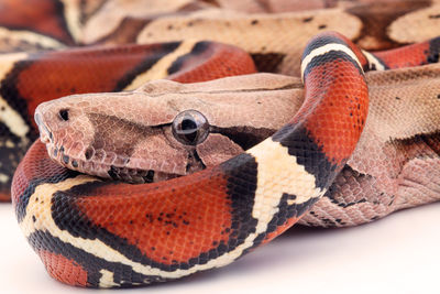 Close-up of snake