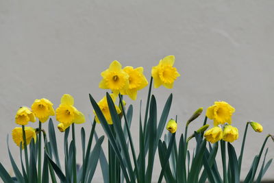 Close-up of yellow daffodil flowers