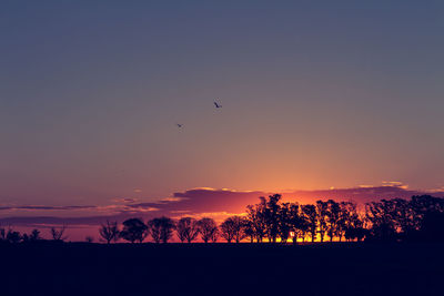 Silhouette of birds at sunset