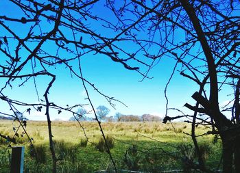 Scenic view of grassy field against sky