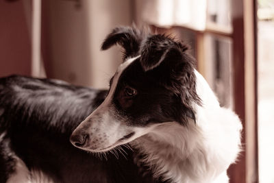 Close-up of dog looking away at home