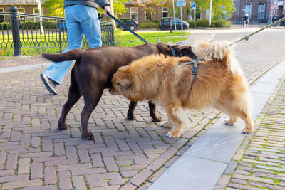 Low section of person with dog on footpath