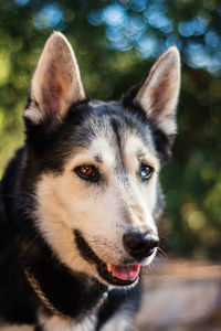 Close-up of dog looking away