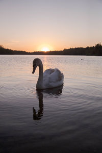 Swan swimming in lake against sky during sunset