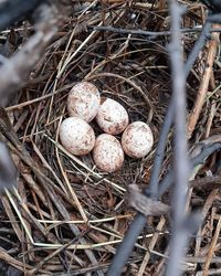 High angle view of eggs in nest