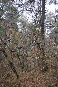 Low angle view of trees in forest