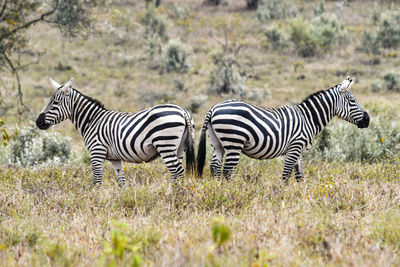 Zebra zebras on a field