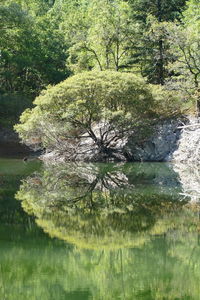 Scenic view of lake in forest