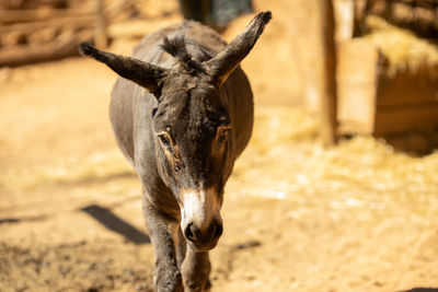 Close-up of a donkey on field