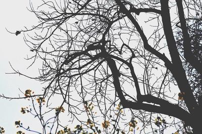 Low angle view of bare trees against sky