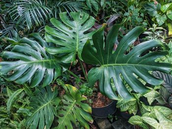 Close-up of green leaves