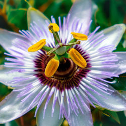 Close-up of purple flowering plant