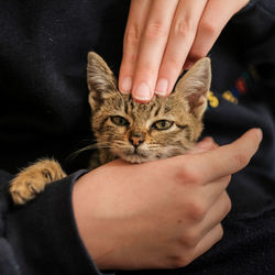 Midsection of person holding cat