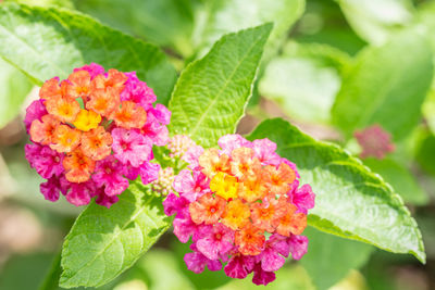 Close-up of pink flowering plant