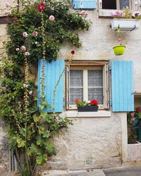 Potted plants on window