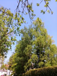 Low angle view of flowering plants against clear blue sky