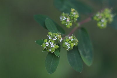 Close-up of flowering plant