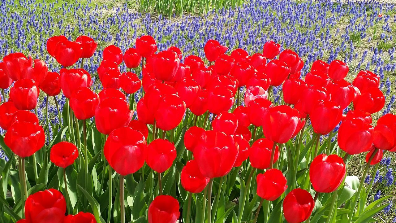 red, flower, freshness, growth, field, tulip, plant, fragility, beauty in nature, petal, poppy, nature, flower head, blooming, abundance, day, outdoors, close-up, no people, high angle view