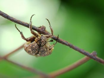 Close-up of spider