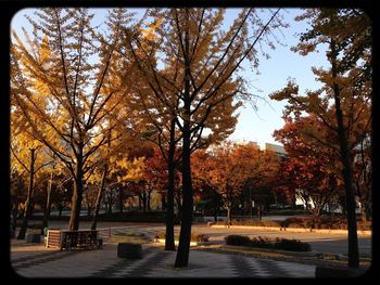 Trees in park