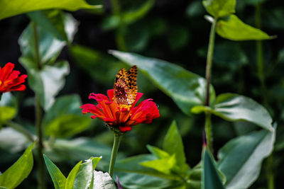 Close-up of red flower