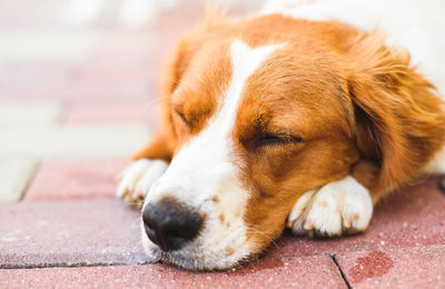 Close-up of dog resting