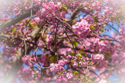 Close-up of pink cherry blossoms in spring